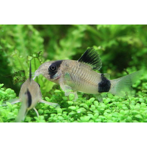 Коридорас панда (Corydoras panda) — пресноводная рыба из семейства панцирных сомов. Название получила за чёрно-белую окраску, напоминающую расцветку большой панды.