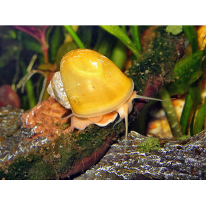 Pomacea bridgesii — вид брюхоногих моллюсков из семейства Ampullariidae отряда Architaenioglossa.