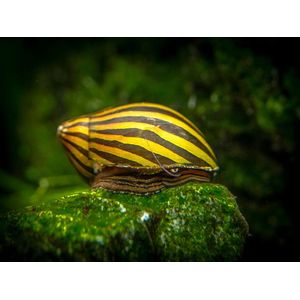 Neritina natalensis — вид пресноводных улиток-неритин, также известен как улитка-зебра. Принадлежит к классу Брюхоногие моллюски.