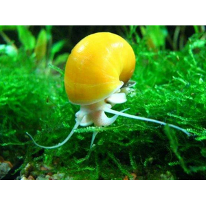 Pomacea bridgesii — вид брюхоногих моллюсков из семейства Ampullariidae отряда Architaenioglossa.