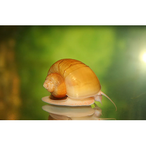 Pomacea bridgesii — вид брюхоногих моллюсков из семейства Ampullariidae отряда Architaenioglossa.