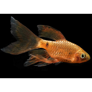 Огненный вуалевый барбус — искусственно выведенная форма с сильно развитыми плавниками, которые напоминают длинную вуаль или шлейф.