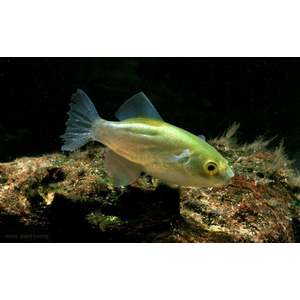 Auriglobus modestus — латинское название золотого тетраодона (бронзового тетраодона) — пресноводной рыбы семейства иглобрюхих.