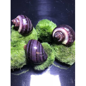 Улитка ампулярия черничная (Pomacea bridgesii) — аквариумная улитка, селекционная форма.