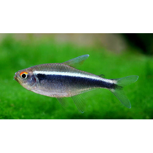 НЕОН ЧЕРНЫЙ, НЕОН ЧЕРНЫЙ купить, НЕОН ЧЕРНЫЙ содержание, НЕОН купить, — вид пресноводных лучепёрых рыб из семейства харациновых, чёрный неон (чёрный неон Аксельрода). Вид назван в честь американского исследователя доктора Герберта Аксельрода.