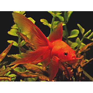 Риукин (Ryukin Goldfish) — короткотелая селекционная порода золотой рыбки, отличительная особенность которой — наличие характерного выступа («горба») под спинным плавником. Визуально рыбка напоминает шлем римского легионера.