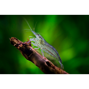 Caridina multidentata — пресноводная креветка из семейства Atyidae отряда десятиногих ракообразных, среди аквариумистов известна под названием креветка Амано.