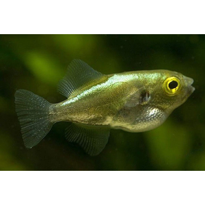 Auriglobus modestus — латинское название золотого тетраодона (бронзового тетраодона) — пресноводной рыбы семейства иглобрюхих.