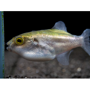 Auriglobus modestus — латинское название золотого тетраодона (бронзового тетраодона) — пресноводной рыбы семейства иглобрюхих.