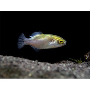 Auriglobus modestus — латинское название золотого тетраодона (бронзового тетраодона) — пресноводной рыбы семейства иглобрюхих.