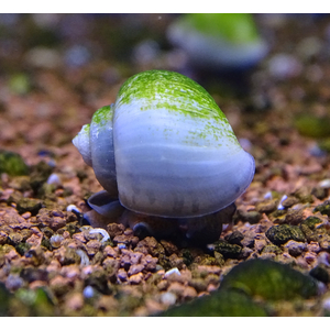 Ампулярия «Голубая луна» (Pomacea bridgesii «Blue Moon») — разновидность аквариумных улиток с характерным голубым окрасом раковины. Относится к семейству Ampullariidae, отряду Architaenioglossa.
