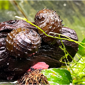 Neritina juttingae (другие названия — «королевский ёжик», «неритина ёжик») — мелкая африканская улитка из семейства Neritidae. Получила широкое распространение в аквариумистике благодаря высоким декоративным качествам и способности поедать водоросли.