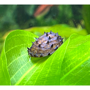 Neritina juttingae (другие названия — «королевский ёжик», «неритина ёжик») — мелкая африканская улитка из семейства Neritidae. Получила широкое распространение в аквариумистике благодаря высоким декоративным качествам и способности поедать водоросли.