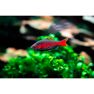 Pethia padamya — вид пресноводных лучепёрых рыб семейства карповых, алый барбус. Также известен как рубиновый или красный барбус, а также одесский барбус (распространённое название, связано с тем, что первые экземпляры попали в страны СНГ через Одессу).