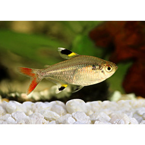 Pristella maxillaris — вид лучеперых пресноводных рыб рода пристеллы семейства харациновые. Также известен как звёздчатая пристелла, пристелла Ридлея, прозрачная тетра, рыба-щегол.