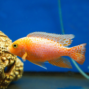 Аулонокара орхидея (Aulonocara sp. Orchid) — искусственная форма пресноводной лучеперой рыбы из семейства цихлидовых. Получила название из-за яркой окраски, напоминающей цветок.