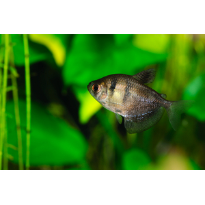 Тернеция чёрная (Gymnocorymbus ternetzi) — вид аквариумных рыбок семейства харациновых. Также известна под названиями «чёрная тетра» или «чёрная вдова».