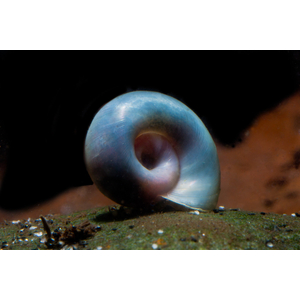 ​Planorbarius corneus (также известна как голубая или мраморная катушка, роговая катушка) — вид сидячеглазых улиток из семейства катушек (Planorbidae).