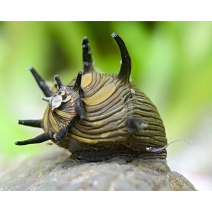 Clithon donovani Sun Snail — некрупный представитель семейства Neritina, популярный в аквариумистике. Также известна как «Солнечная рогатая» (пресноводная рогатая).