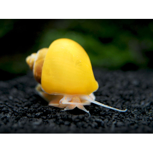 Pomacea bridgesii — вид брюхоногих моллюсков из семейства Ampullariidae отряда Architaenioglossa.