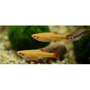 Tanichthys albonubes (золотой кардинал) — небольшая аквариумная рыбка из семейства карповых (Cyprinidae). Отличается золотистой окраской тела, мирным характером и неприхотливостью в содержании.