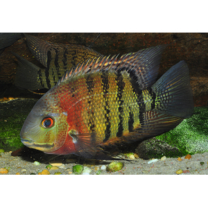 Heros severus — латинское название цихлазомы северум (ложного дискуса) — аквариумной рыбки из семейства цихлид.