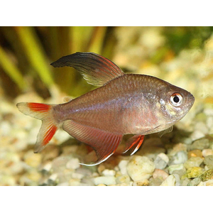 Hyphessobrycon bentosi — вид рыб из рода хифессобриконов (орнатусов), известный также как обыкновенный орнатус или изысканная тетра.