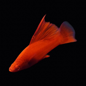 Меченосец красный рубин флаговый (Xiphophorus hellerii «Red Rubin») — аквариумная рыбка из семейства пецилиевых, выведенная в результате селекции. Название дано в честь драгоценного камня — рубина.