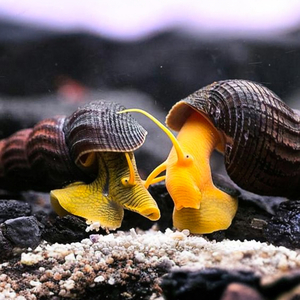 Тиломелания (Tylomelania sp.), известная также как «улитка-кролик» или «слоновья улитка», — пресноводный моллюск из рода Tylomelania семейства Pachychilidae.