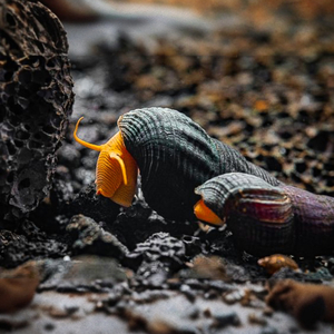 Тиломелания (Tylomelania sp.), известная также как «улитка-кролик» или «слоновья улитка», — пресноводный моллюск из рода Tylomelania семейства Pachychilidae.