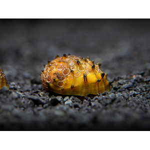 Neritina juttingae (другие названия — «королевский ёжик», «неритина ёжик») — мелкая африканская улитка из семейства Neritidae. Получила широкое распространение в аквариумистике благодаря высоким декоративным качествам и способности поедать водоросли.