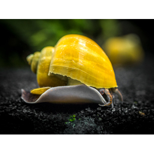 Pomacea bridgesii — вид брюхоногих моллюсков из семейства Ampullariidae отряда Architaenioglossa.