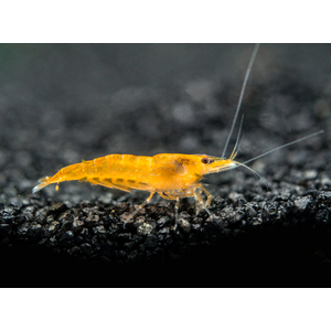 Креветка оранжевая мандаринка неокаридина (Neocaridina Orange) — одна из разновидностей декоративных креветок для аквариума.