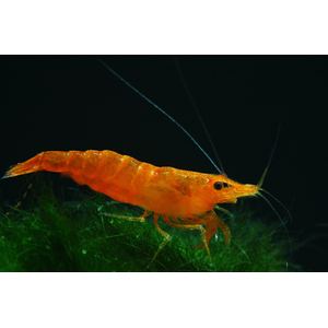 Креветка оранжевая мандаринка неокаридина (Neocaridina Orange) — одна из разновидностей декоративных креветок для аквариума.