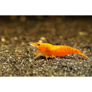 Креветка оранжевая мандаринка неокаридина (Neocaridina Orange) — одна из разновидностей декоративных креветок для аквариума.