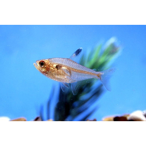 Pristella maxillaris albino — альбиносная форма обычной пристеллы (Pristella maxillaris), также известной как «тетра-рентген». Это популярная аквариумная рыбка, которая отличается отсутствием пигментации.