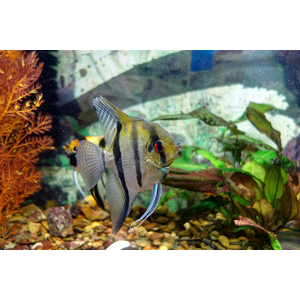 Скалярия зебра (Zebra Angelfish) — селекционная форма обыкновенной скалярии (Pterophyllum scalare).