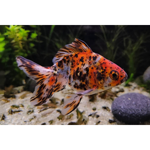 Ryukin Goldfish var. Calico (риукин ситцевый) — селекционная форма золотой рыбки риукина с характерной многоцветной окраской.