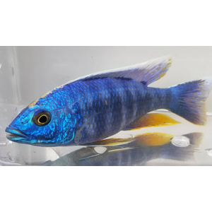 Sciaenochromis fryeri (хаплохромис васильковый, хаплохромис Джексона) — пресноводная лучеперая рыба из семейства цихлидовых, эндемик африканского озера Малави (Ньяса).