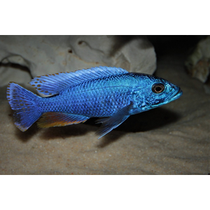 Sciaenochromis fryeri (хаплохромис васильковый, хаплохромис Джексона) — пресноводная лучеперая рыба из семейства цихлидовых, эндемик африканского озера Малави (Ньяса).