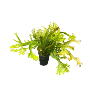 ПАПОРОТНИК МИНИ КОРАЛЛ