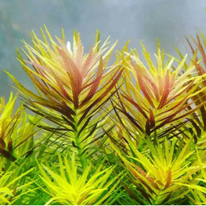 ЛИМНОФИЛА АРОМАТИКА - Limnophila aromatica