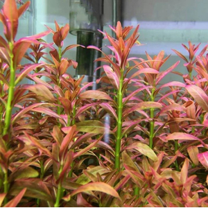 АММАНИЯ СУЛАВЕСИ - Ammania sp. Sulawesi