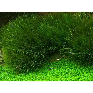 БЛИКСА ЯПОНСКАЯ - Blyxa japonica