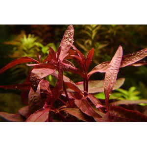 АЛЬТЕРНАНТЕРА СЕССИЛИС - Alternanthera sessilis