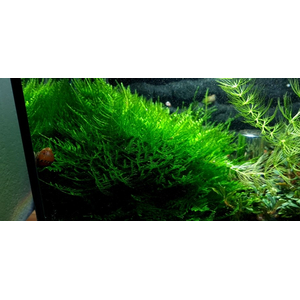 МОХ ТАЙВАНЬ - Taxiphyllum alternans