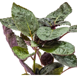 ХЕМИГРАФИС ЦВЕТНОЙ КОЛОРАТА - Hemigraphis colorata