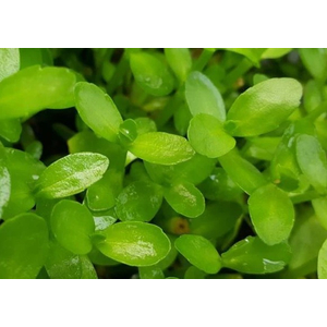 БАКОПА МАДАГАСКАРСКАЯ - Bacopa madagascariensis