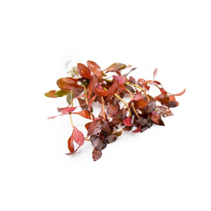 ЛЮДВИГИЯ ПЕРУАНСКАЯ (ДАЙМОНД) - Ludwigia peruensis diamond