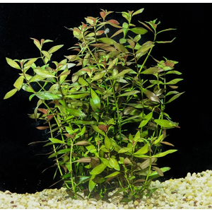 Людвигия зеленая (Ludwigia palustris «Green»)